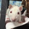 adoptable Rat in  named DORITO