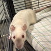 adoptable Rat in  named FROOT LOOP