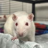 adoptable Rat in  named MILKSHAKE