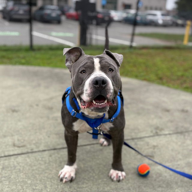 adoptable Dog in Jamaica Plain, MA named BIG HEAD