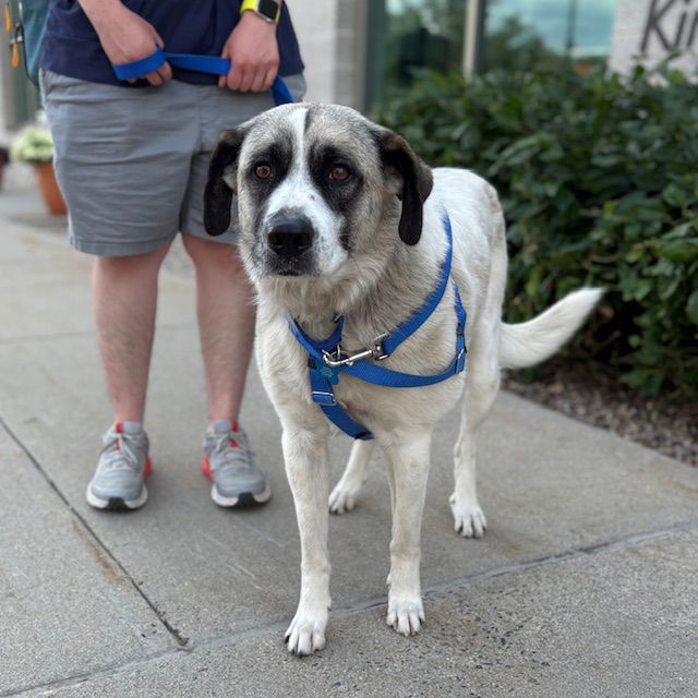 adoptable Dog in Jamaica Plain, MA named OLIVE