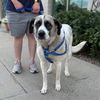 adoptable Dog in  named OLIVE