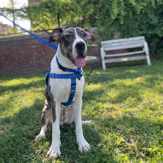 adoptable Dog in Jamaica Plain, MA named ASH