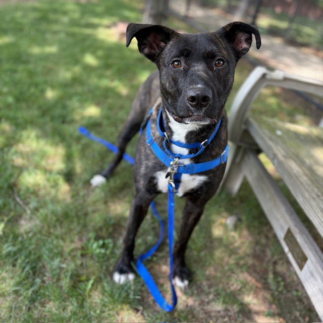 adoptable Dog in Jamaica Plain, MA named ZOOKO