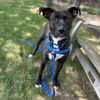 adoptable Dog in  named ZOOKO