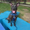 adoptable Dog in  named CINDERELLA