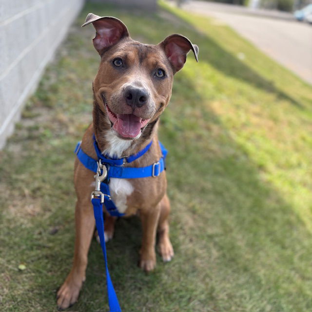 adoptable Dog in Jamaica Plain, MA named ROSIE
