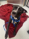 adoptable Dog in  named FREYA