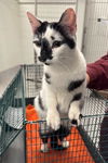 adoptable Cat in  named FROG EYE SALAD