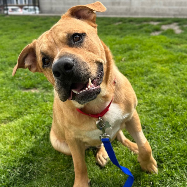 ALEX, a adult male Mastiff / Chow Chow Mix