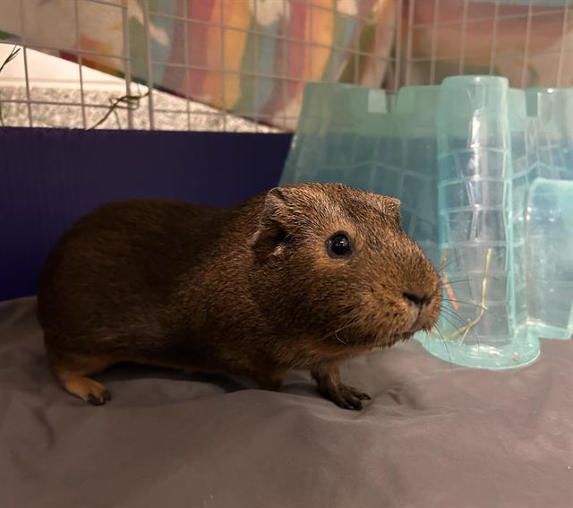 SUKI Image
