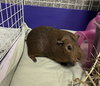 TOPH - Photo 1