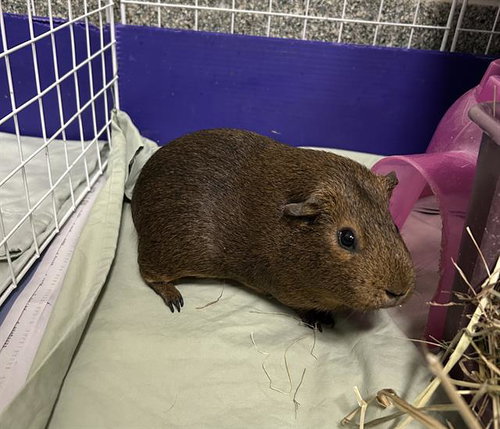 TOPH - Guinea Pig available for adoption