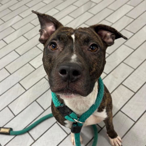 picture of the dog needing adoption