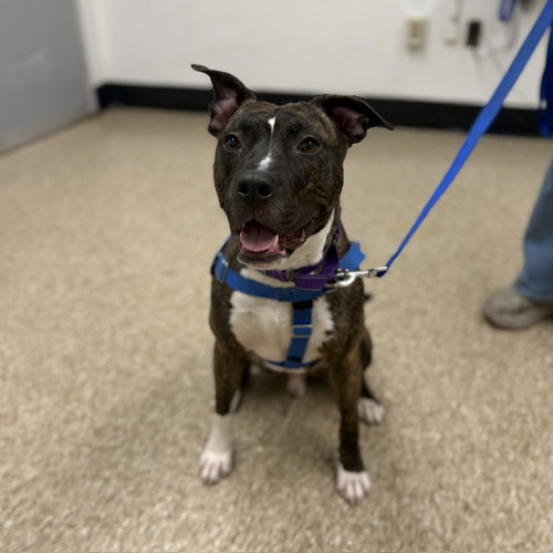 TRUE, an adoptable Pit Bull Terrier in Boston, MA