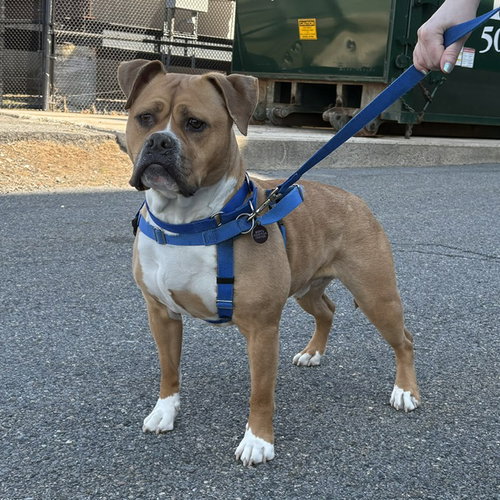 LOKI, an adoptable Pit Bull Terrier in Boston, MA