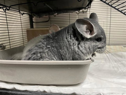 SASHIMI - Chinchilla available for adoption