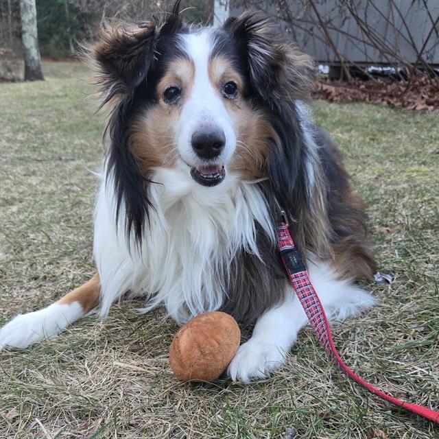 BAILEY Image