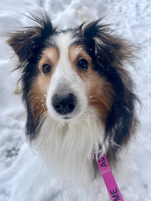 BAILEY