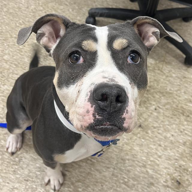 NALA, a adult female American Bulldog Mix