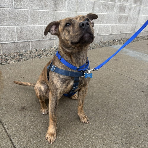 LUNA, an adoptable Pit Bull Terrier in Boston, MA