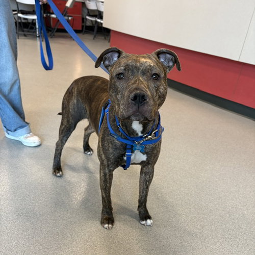 ANASTASIA, an adoptable Pit Bull Terrier in Boston, MA