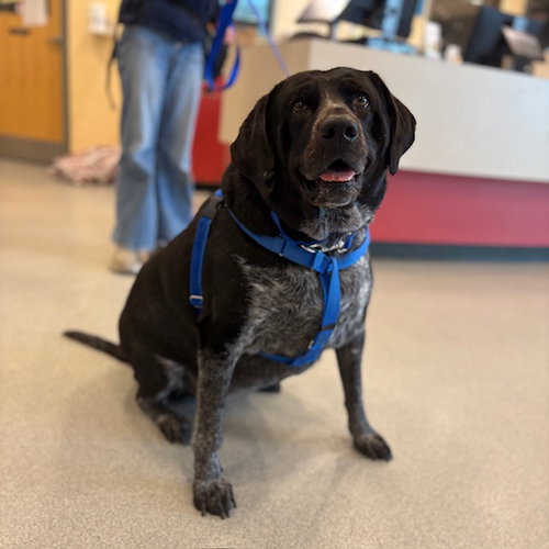 SAMMY, an adoptable Bluetick Coonhound in Boston, MA