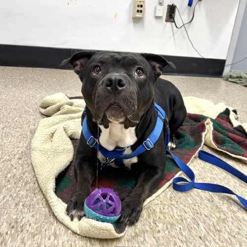 KIRA, an adoptable American Bulldog in Boston, MA