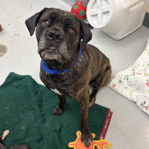 RAMZI, an adoptable Mastiff in Boston, MA