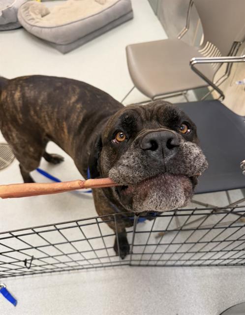 RAMZI, an adoptable Mastiff in Boston, MA