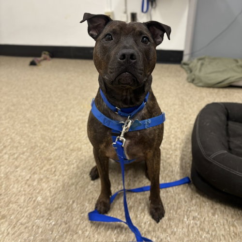 DAKOTA, an adoptable Pit Bull Terrier in Boston, MA