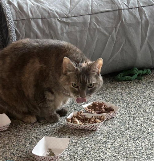 PEANUT, Senior Domestic Short Hair (medium coat), cat for adoption in Lynn, Massachusetts