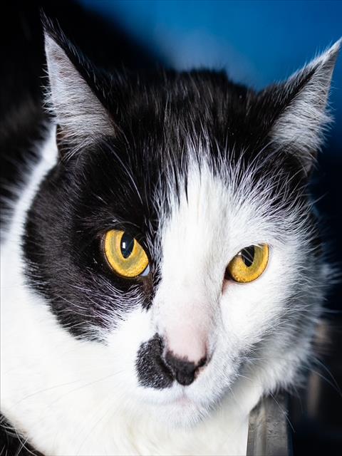 LILY, an adoptable Domestic Short Hair in Boston, MA