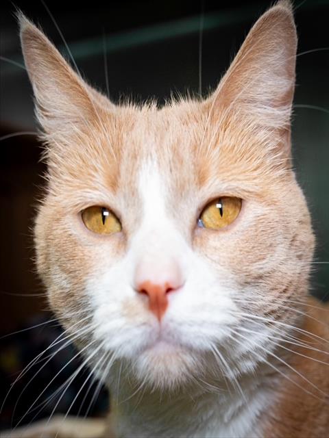 DIAMOND, an adoptable Domestic Short Hair in Boston, MA