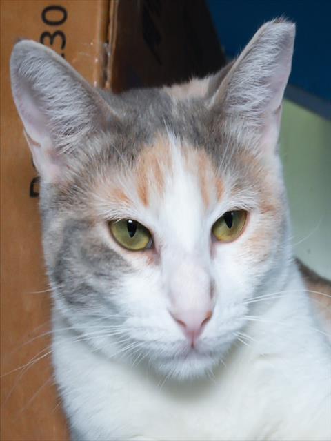 ROSITA-FELV+, an adoptable Domestic Short Hair in Boston, MA