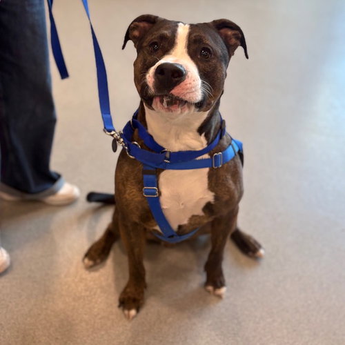 CAIN, an adoptable Pit Bull Terrier in Boston, MA