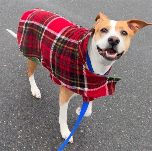 COOKIE, an adoptable Boxer in Boston, MA