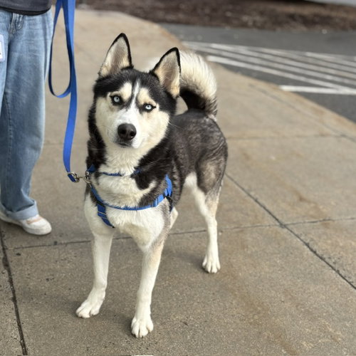 ACHILLES, an adoptable Siberian Husky in Boston, MA