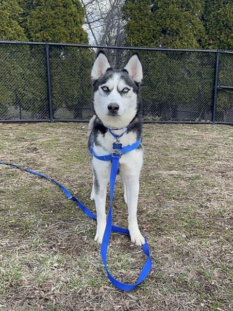 RAYA, an adoptable Siberian Husky in Boston, MA