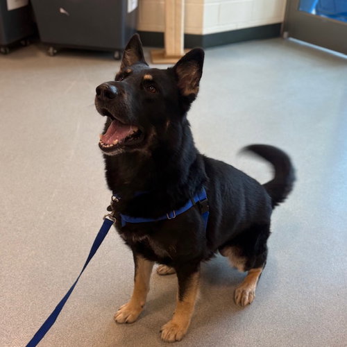 TAZZ, an adoptable German Shepherd Dog in Boston, MA