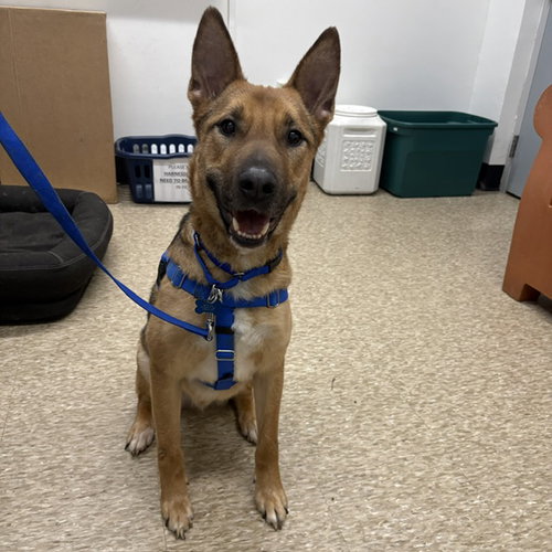 BRAVO, an adoptable German Shepherd Dog in Boston, MA