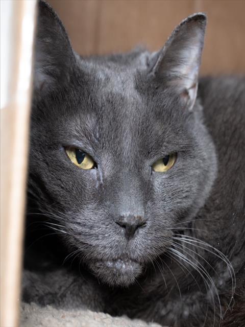 GYPSUM, an adoptable Domestic Short Hair in Boston, MA