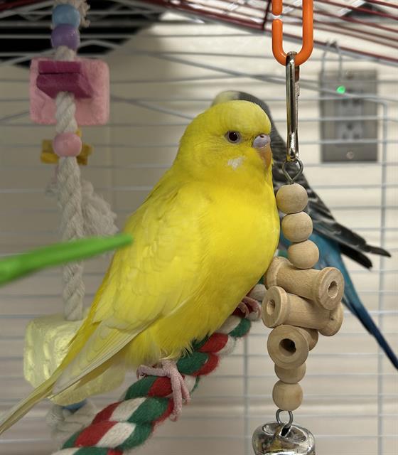 TWEET TWEET