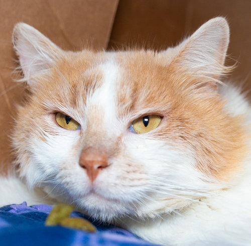 ANGEL- FIV+, an adoptable Domestic Medium Hair in Boston, MA