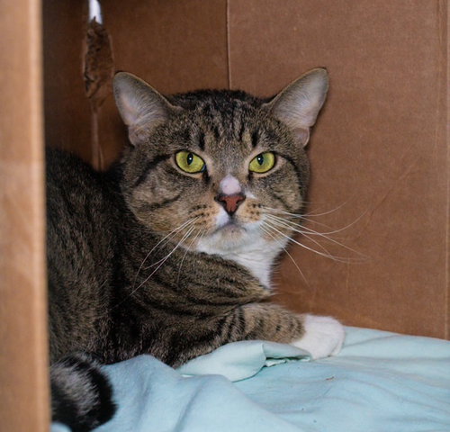 MITTENS, an adoptable Domestic Short Hair in Boston, MA