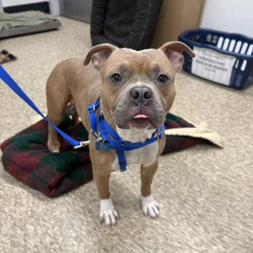 KING, an adoptable Pit Bull Terrier in Boston, MA