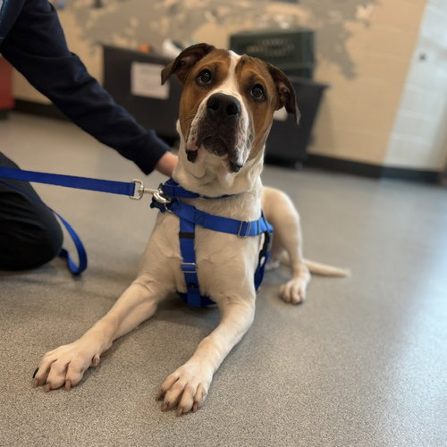 picture of the dog needing adoption