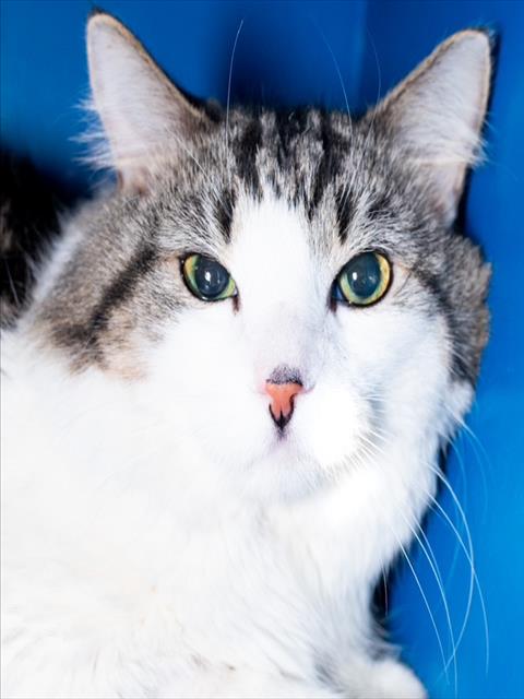 WELLIE GRANT, Senior Domestic Short Hair (medium coat), cat for adoption in Lynn, Massachusetts