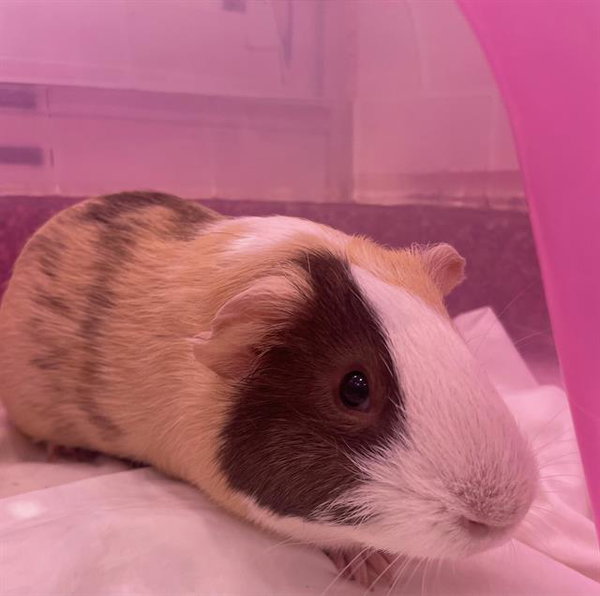 KLAUS