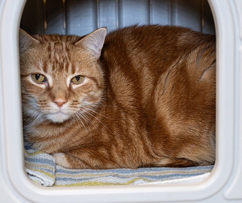 picture of the cat needing adoption